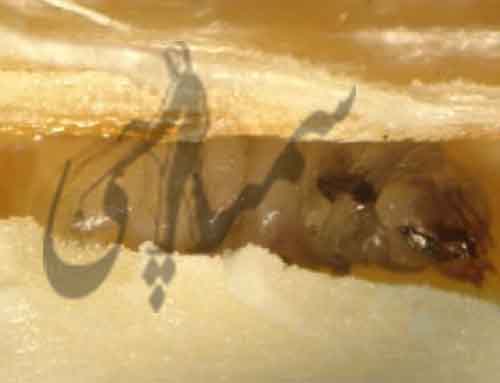 لارو پروانه چوبخوار